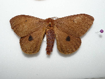 FIGURE 1a FIGURE 1a